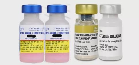 抗独特型抗体疫苗的制剂特点