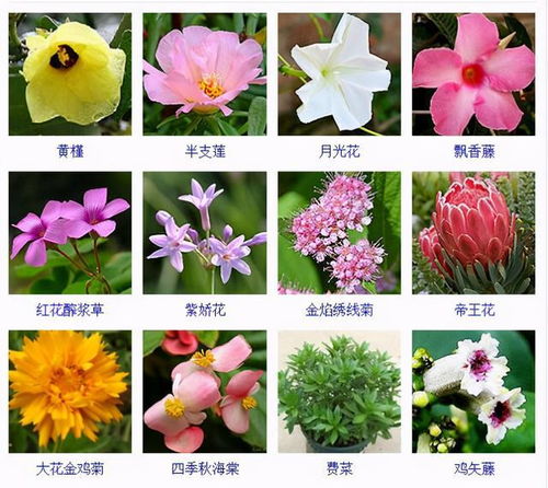 种花品种,家庭种植花卉有哪些种类和种类？