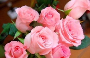 关于粉玫瑰的诗句