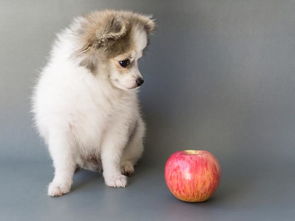 狗狗能吃苹果吗 苹果对它有害吗 正确的方式喂食对它身体有益