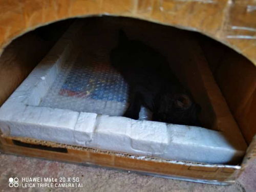 芜湖一小区多只猫死亡原因不明,警方 暂未确定有人投毒