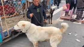 三只猎犬同追一只兔子,这兔子太能跑,直接跑丢两只狗