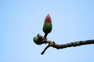 鲁丹鸟花语及寓意,牡丹花花语