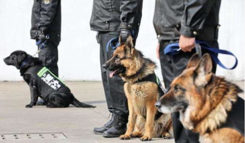 一群流浪狗围攻警犬,警犬会是什么反应 镜头跟拍全过程