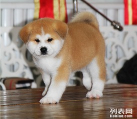 出售纯种高品质秋田犬可以实地参观选购秋田犬柴犬幼犬