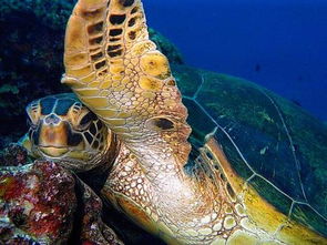 海龟的寿命到底有多少年 