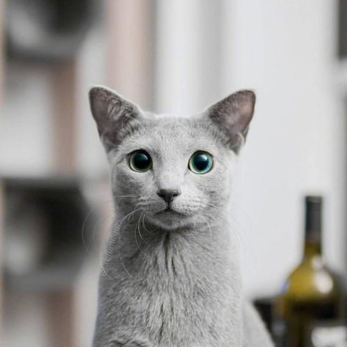 俄罗斯蓝猫寿命多少年