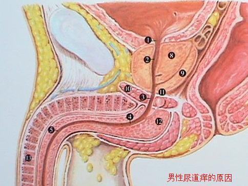 阴道口很痒怎么回事