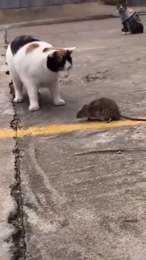 老鼠怕猫那是谣传,一只小猫,有啥可怕 