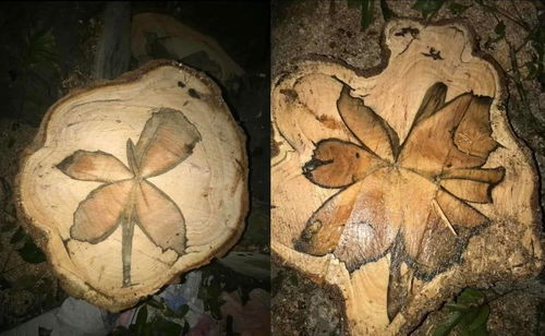 价值100亿 越南木匠锯树发现 奇特印记 ,仔细一看像兰花叶