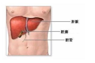 医生告诫 肝受损后,身体会发出5个信号 