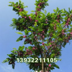 泰安香花槐批发价格,3公分的栾树和香花槐多少钱一棵