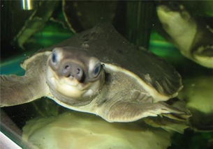 猪鼻龟的寿命一般为多少 