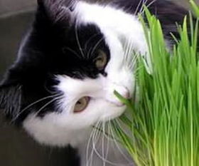 猫吃猫草后就吐了一滩黄水 猫草粒和猫草效果一样吗