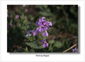 丁香花其他知识(丁香花其他知识是什么)