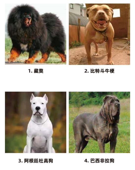 宁波6月1日养犬执法行动升级 禁养这些狗