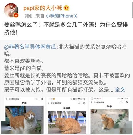 北大猫咪图鉴 火爆全网,校园网都一度瘫痪,猫咪都有北大学籍了