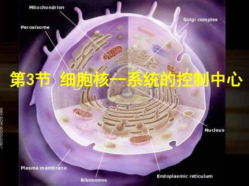 必修1课件 第三章 3.3细胞核 生命系统的控制中心下载 生物 