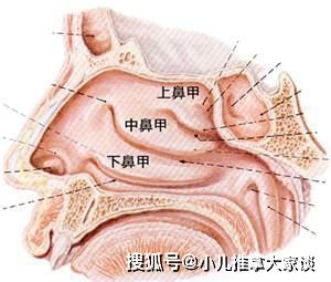 小儿推拿李波 鼻甲肥大的原因 症状 危害,小儿推拿调理及养护