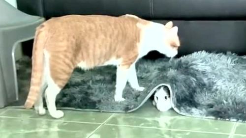 两只猫咪在玩躲猫猫的游戏,毯子下的猫咪是真的吗 