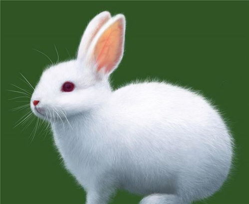 5个笼子都关着兔子,而且每个笼子中的兔子只数都不一样,5个笼子里最少共有多少只兔子 