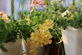 养花常用的花药,家庭园艺作为养花新手应该注意些什么？