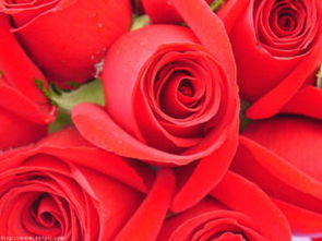 SF传奇玫瑰：生命之花的奇迹绽放