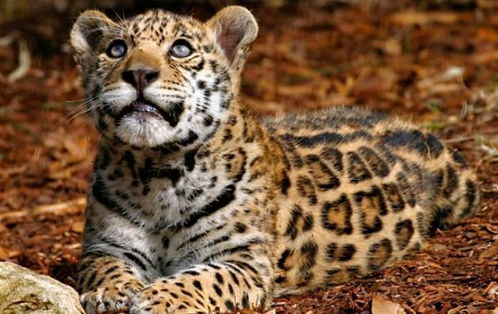 美洲豹,生活在美洲的一种大型猫科动物