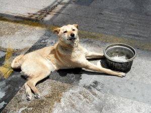 黄狗遇车祸,急寻主人