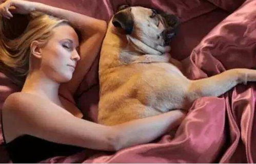 狗狗为什么喜欢 睡你床 这些原因你还不知道吧