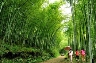 福建南平光泽双圳林场