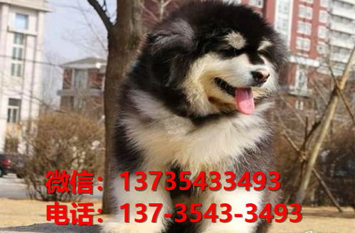 萍乡宠物狗狗犬舍出售纯种阿拉斯加幼犬网上买狗卖狗网站在哪里有狗市场
