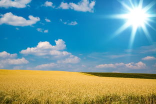 蓝色天空下金黄色的麦田图片