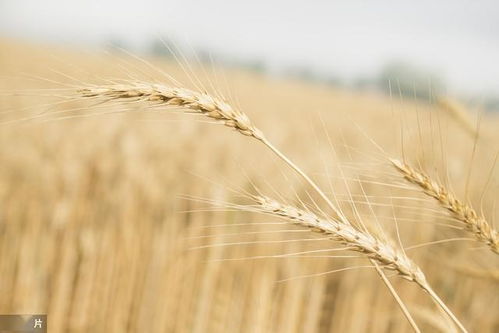 小麦种植技术和病虫害的防治措施,保证小麦产量的稳定