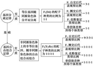 遗传学中，自由组合定律是作用于减一中期还是减一后期呢?中期纺锤丝拉着染色体不是已经自由组合了么？