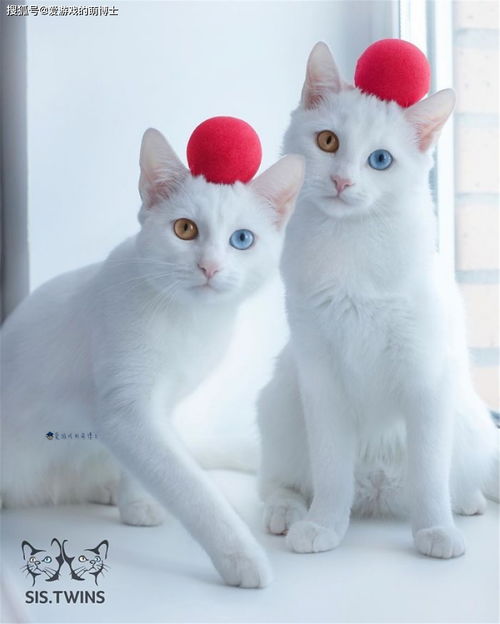 动物森友会 杰克来到三次元,异色瞳双胞胎猫咪引起玩家热议