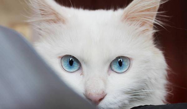听说蓝眼白猫有这样的问题,导致很多人不愿意养