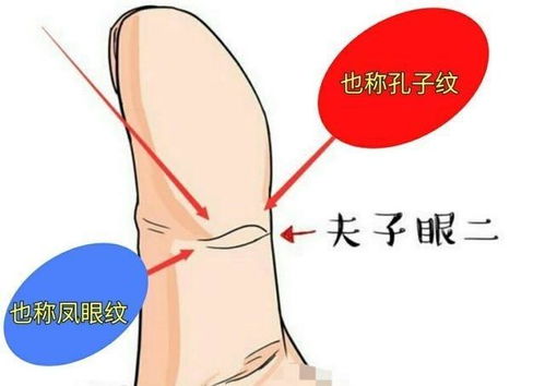 女性手相拥有 凤眼纹 ,旺夫益子,一生钱财不缺