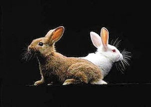 找一张图片,内容是 两只兔子在比自己萝卜的大小 一个地上的叶子很小,但地下的果实却很大,另一个相反 