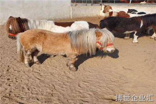 佛山景区专用矮马怎么养殖小矮马养殖基地