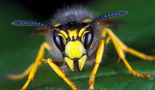 由于气候变化影响,黄蜂的体型在缩小,全球变暖的影响无处不在