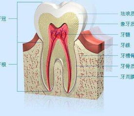 为什么牙齿不能再生(牙齿为什么不可再生)