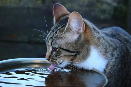 呕,猫咪喜欢喝马桶水