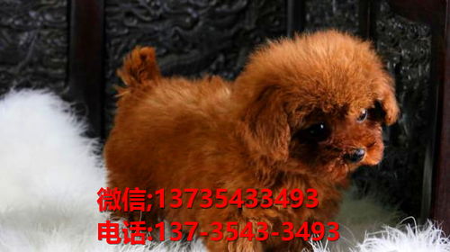 滨州宠物狗犬舍出售纯种泰迪犬 长不大宠物狗哪里有卖