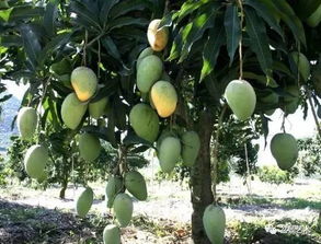 芒果树的种植与养护,芒果树的种植与养护