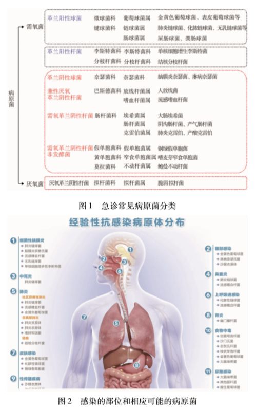 急诊成人性细菌感染诊疗专家共识