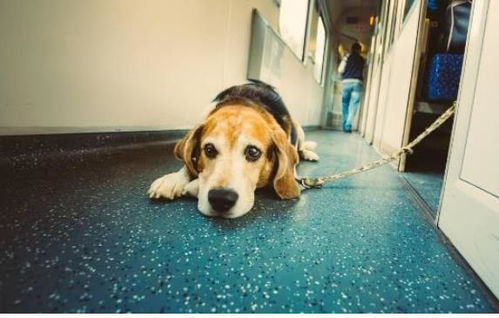 小狗能带上火车吗 怎么才能带上火车 