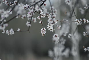 醉眼迷离看桃花专辑 真空妙有 