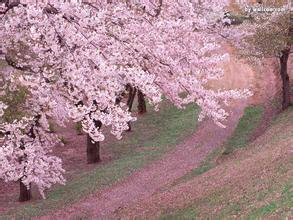 樱花林,铺满大地的樱花,樱花路