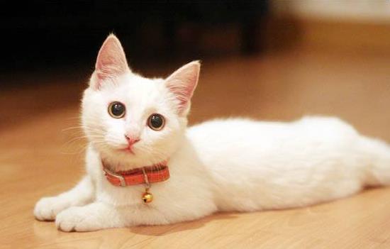 猫咪天生讨厌项圈的束缚,不过戴上也挺可爱,但这些禁忌可不能犯